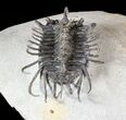 Large, Spiny Koneprusia Trilobite - (Special Price) #63377-4